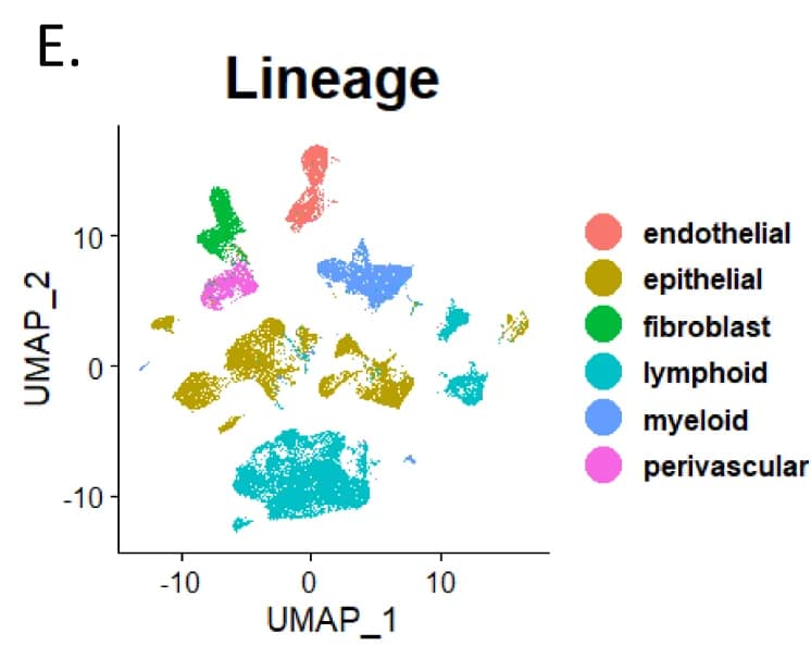 Open access visualization of UMAP, Unsupervised clusters, Cross-species, Louvain algorithm, UINMF