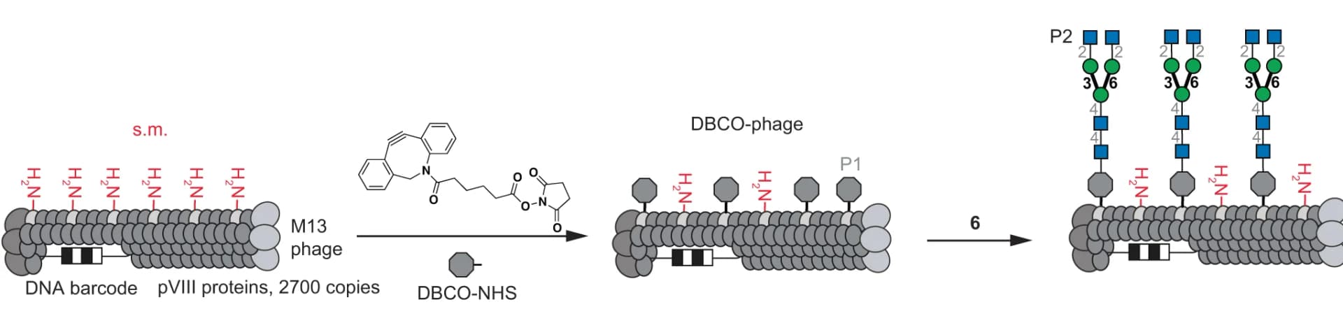 Open access visualization of Workflow, Flowchart, Illustration, N-Glycan, Phage