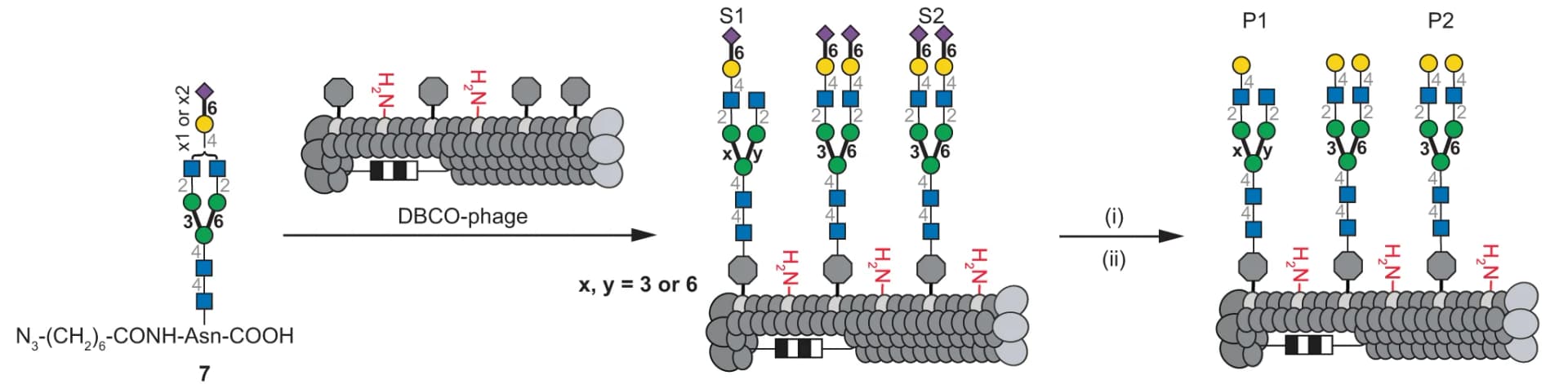Open access visualization of Illustration, Workflow, M13 Phage, Glycan, Azido-modified Asn-linked biantennary SGP 7