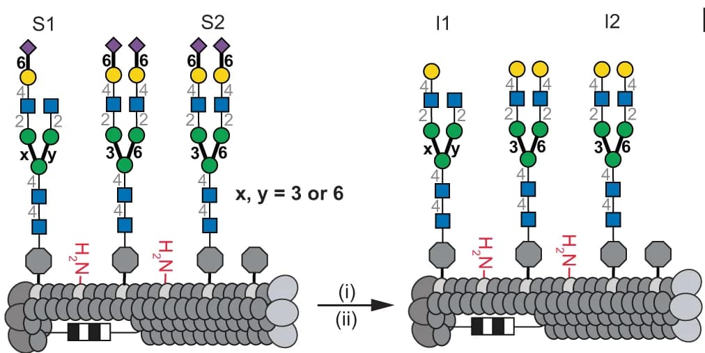 Open access visualization of Illustration, N-Glycans, Neuraminidase, Galactose, beta-Galactosidase