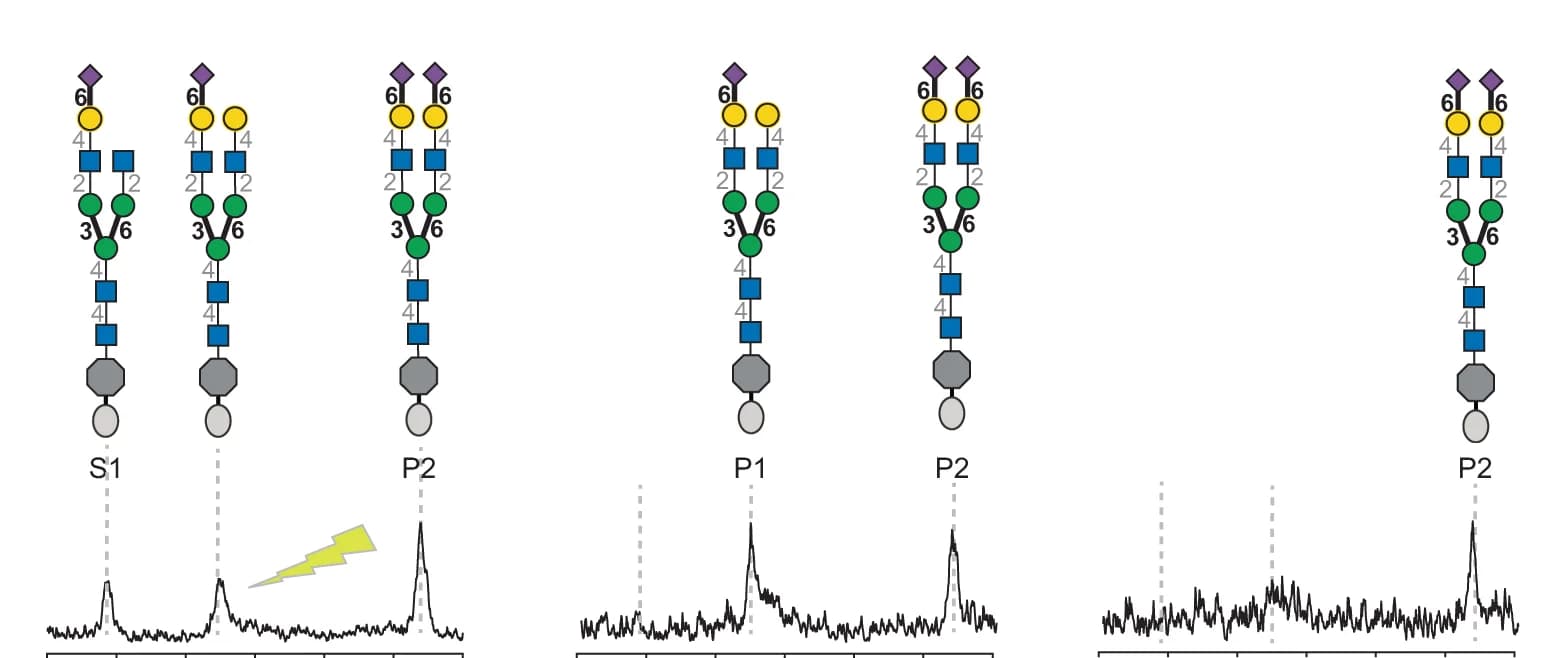 Open access visualization of Line Plot, Illustration, Pd26ST, Sialylation, Homogeneous Display