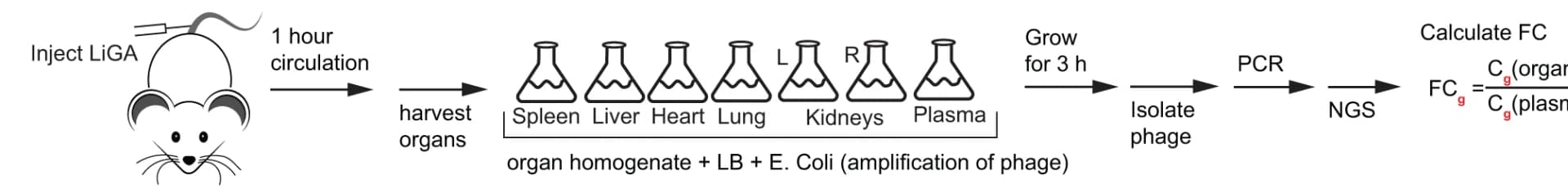 Open access visualization of Workflow, Flowchart, LiGA, Mice, Plasma