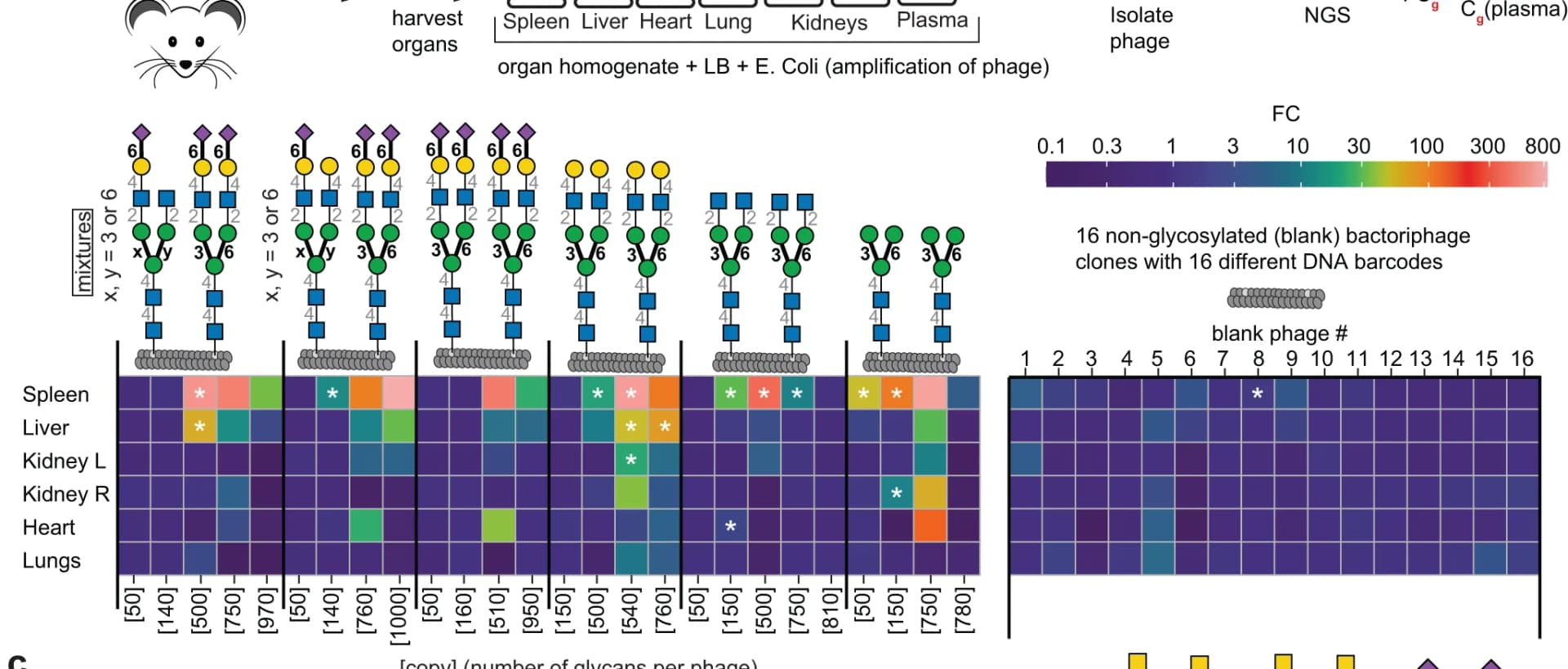 Open access visualization of Heatmap, N-glycan, Phages, Organs, FDR