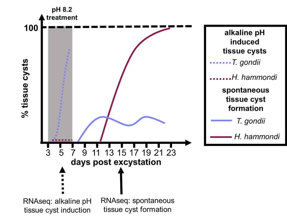 Open access visualization of Line Plot, Tissue Cyst Formation, Toxoplasma gondii, Hammondia hammondi, Alkaline pH