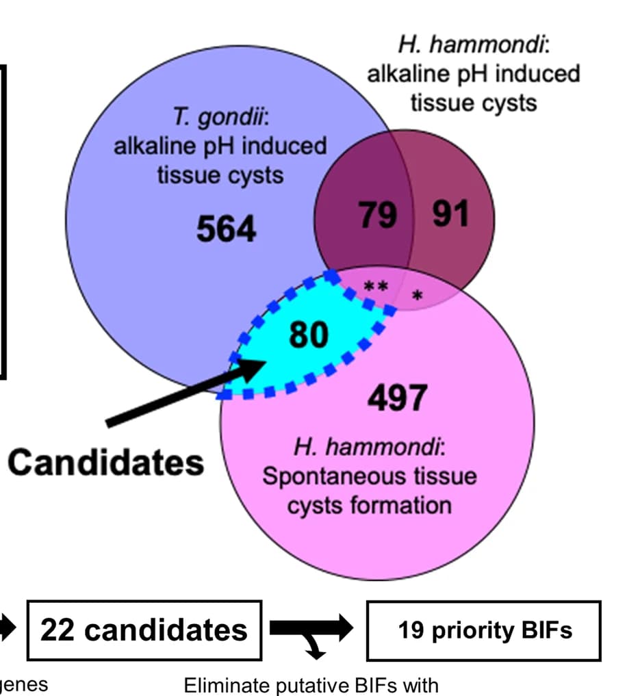 Open access visualization of Venn Diagram, Workflow, Gene Expression, Alkaline pH, Hammondia hammondi
