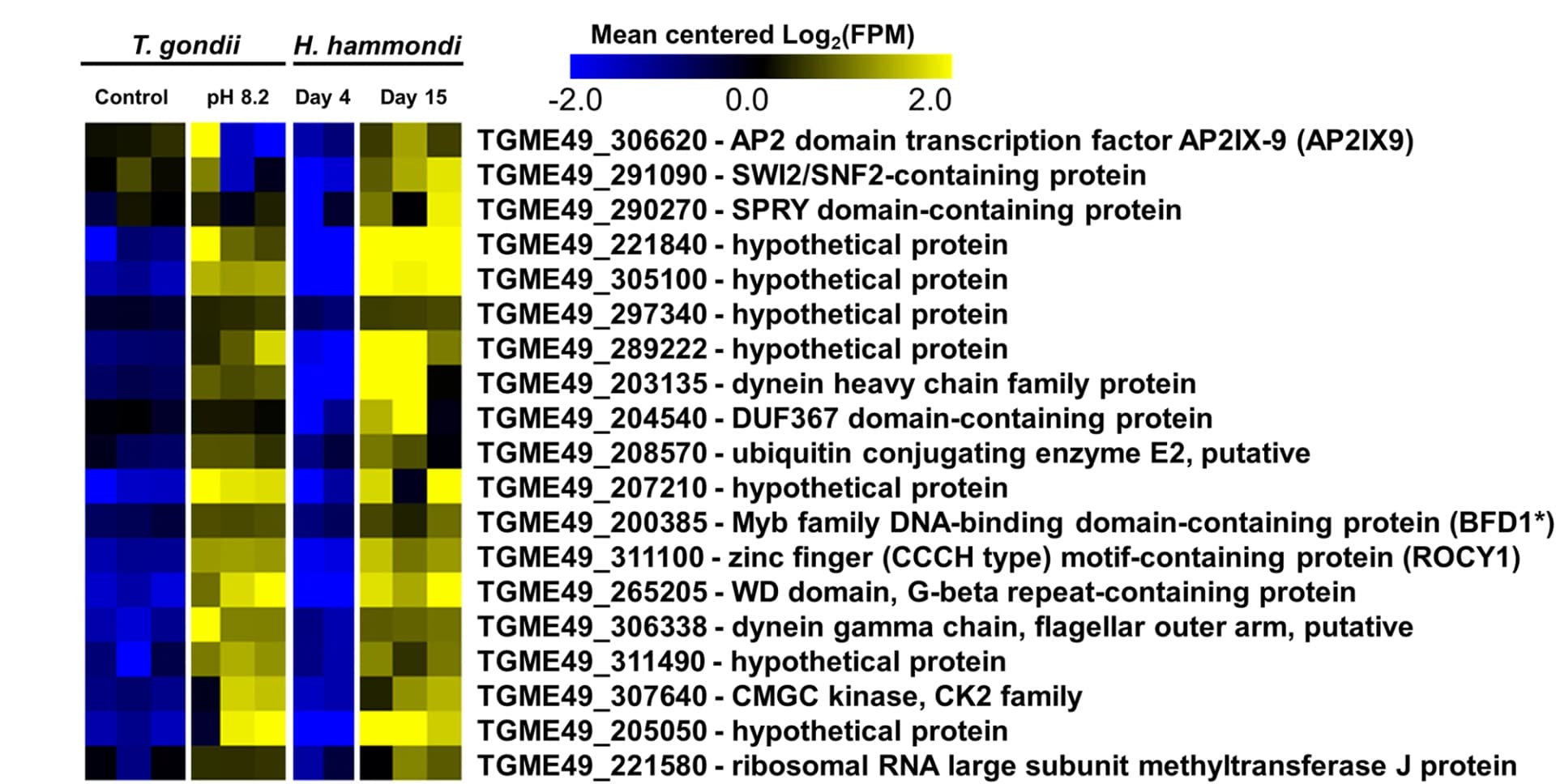 Open access visualization of Heatmap, Heat Map, Bioinformatic Factor, Hammondia hammondi, Toxoplasma gondii