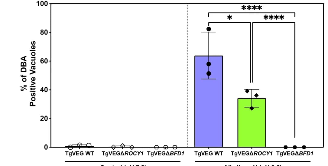 Open access visualization of Bar Plot, Error Bars, Tissue cyst formation, TgVEGΔ ROCY1, TgVEGΔ BFD1