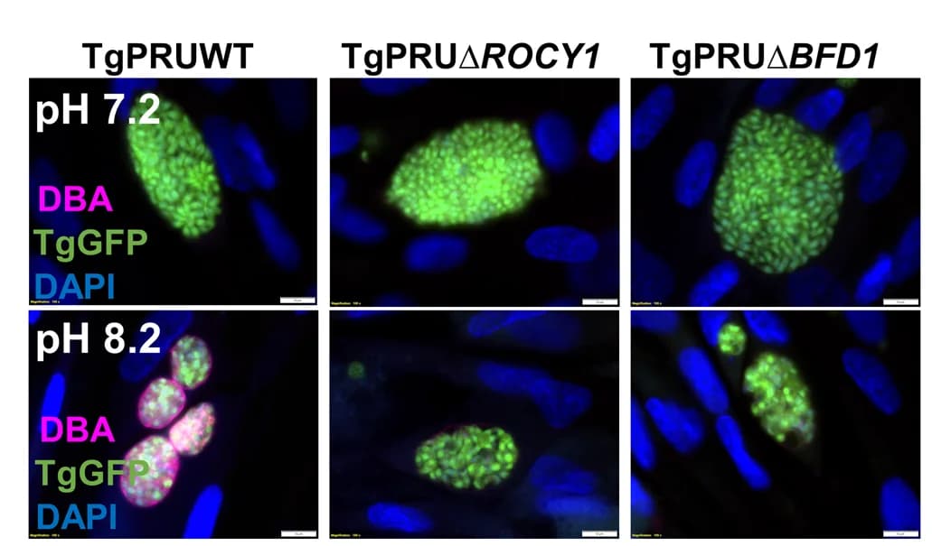 Open access visualization of Microscopy, T. gondii PRU-containing vacuoles, Alkaline pH stress, DAPI staining, Parasitophorous vacuole membrane