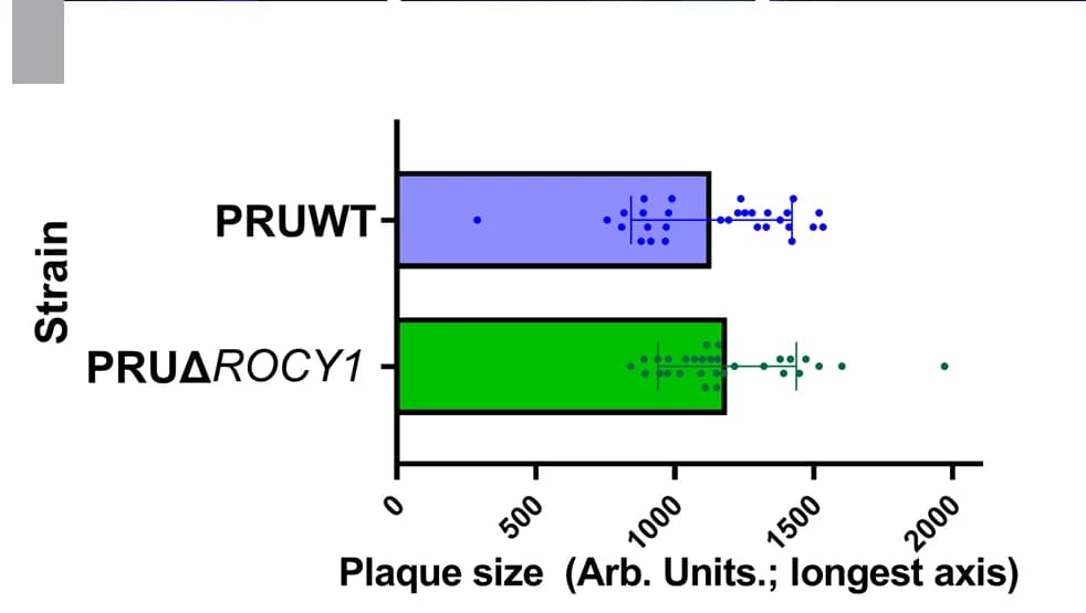 Open access visualization of Bar Plot, Error Bars, Scatter Plot, Plaque length, In vitro growth