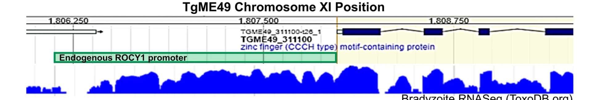 Open access visualization of Line Plot, Line Step, Complementation Constructs, Genomic Locus, ROCY1