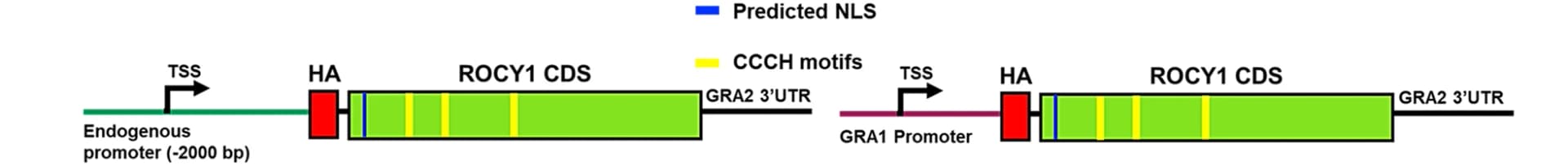 Open access visualization of Illustration, Complementation Constructs, Genomic Locus, ROCY1