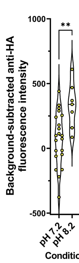 Open access visualization of Violin Plot, Scatter Plot, HA Staining Intensity, TgPRUΔROCY1, N-terminal HA-tagged construct