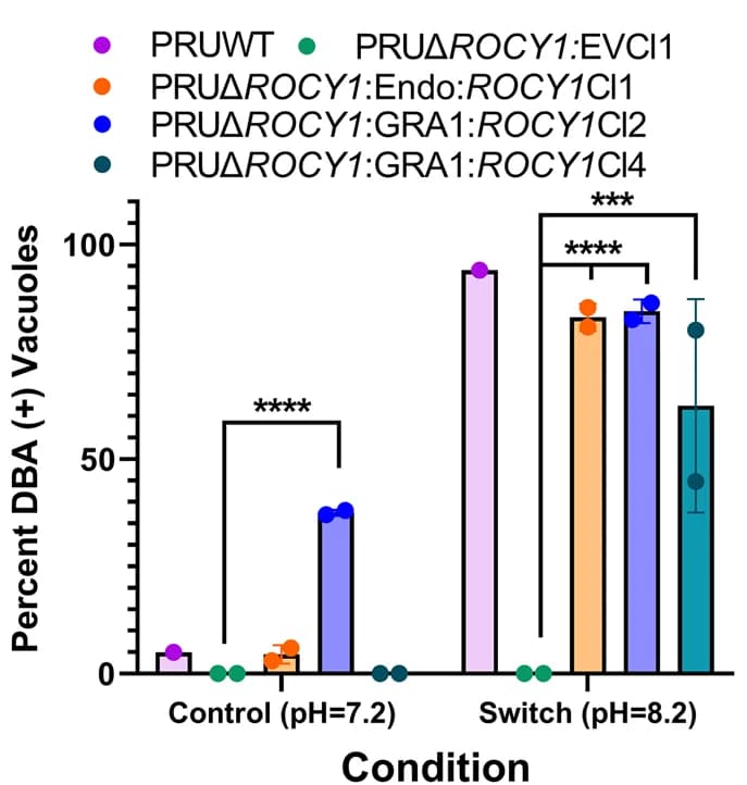 Open access visualization of Bar Plot, Error Bars, Clustered, DBA Positive Vacuoles, Control Conditions