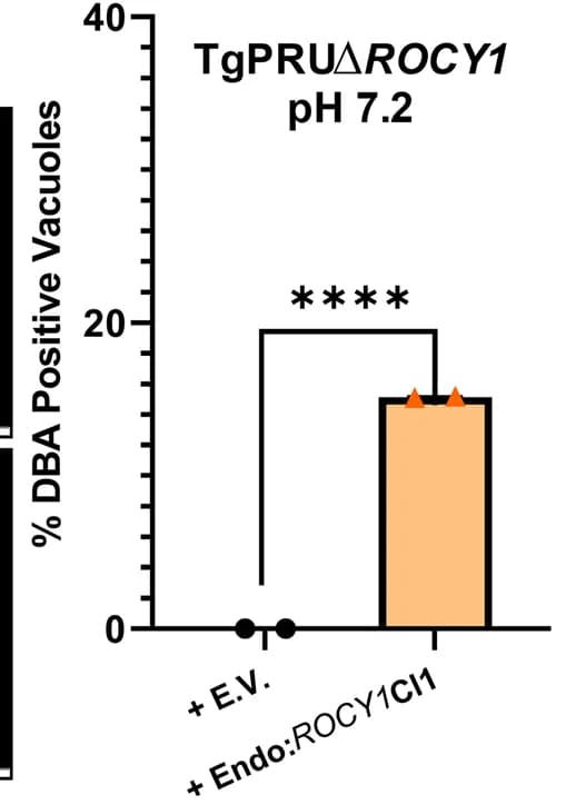 Open access visualization of Bar Plot, Error Bars, Cyst Formation Percentage, Control Conditions, TgPRUΔROCY1