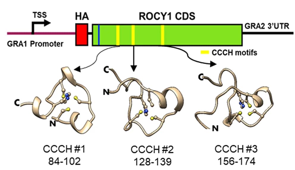 Open access visualization of Protein Structure, Illustration, ROCY1 mRNA, NLS, CCCH motifs