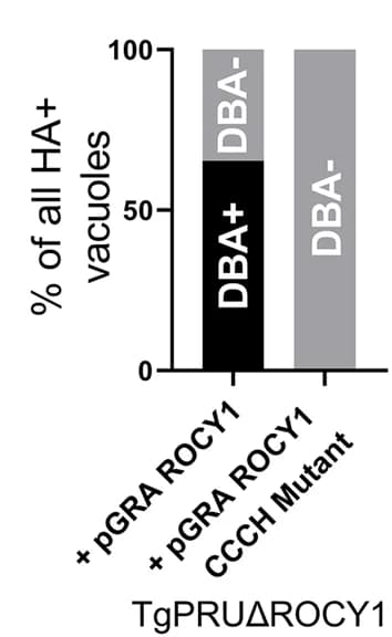Open access visualization of Stacked Bar Plot, DBA-positive cysts, HA-positive vacuoles, pGRA NHA-ROCY1, CCCH mutant