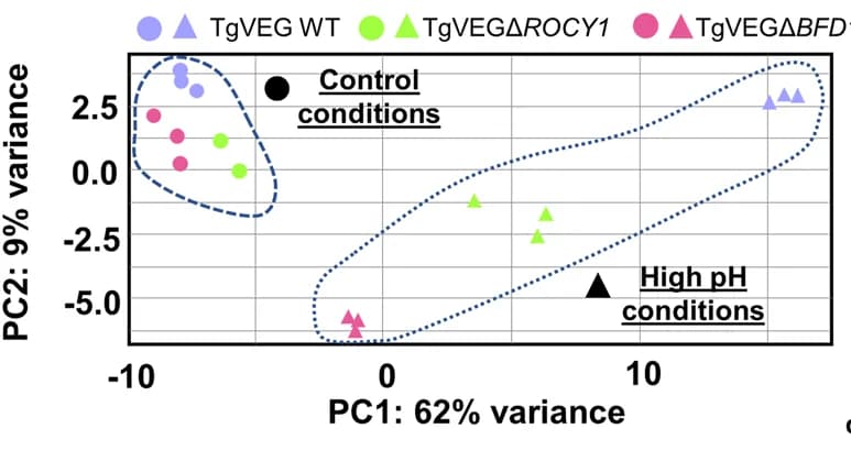 Open access visualization of Scatter Plot, PCA, Principal Component Analysis, Cells, TgVEG WT