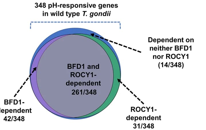 Open access visualization of Venn Diagram, Transcripts, High pH conditions, Control conditions, TgVEG WT