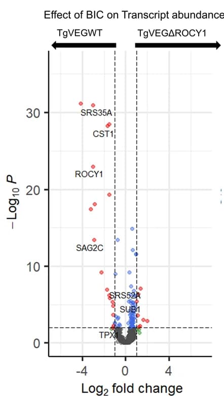 Open access visualization of Volcano Plot, Scatter Plot, Volcano plots, Transcript abundance, TgVEG