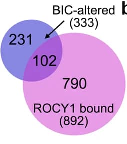 Open access visualization of Venn Diagram, Differentially Expressed Genes, eCLIP, ROCY1