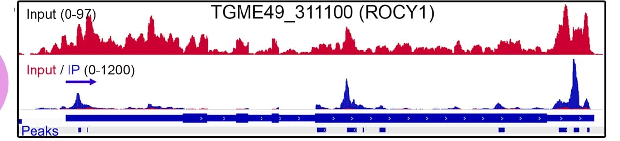 Open access visualization of Line Plot, Error Bars, eCLIP, Genome Browser, ROCY1
