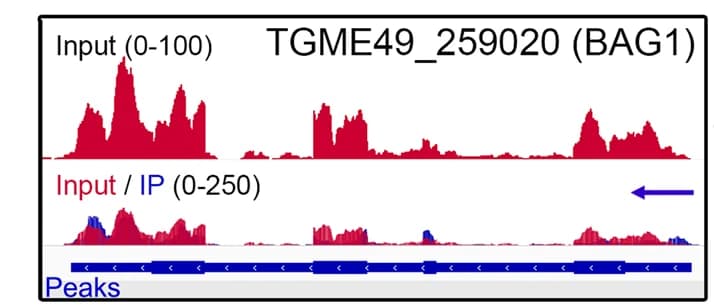 Open access visualization of Density Plot, eCLIP, Genome Browser, BAG1, ROCY1