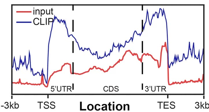 Open access visualization of Line Plot, Metagene Profile, eCLIP, TSS, TES