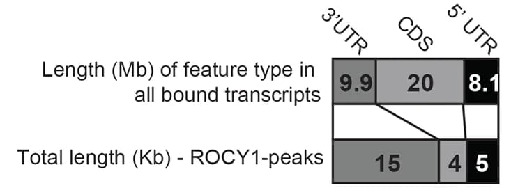 Open access visualization of Table Image, Transcript Length, 5' UTR, 3' UTR, CDS
