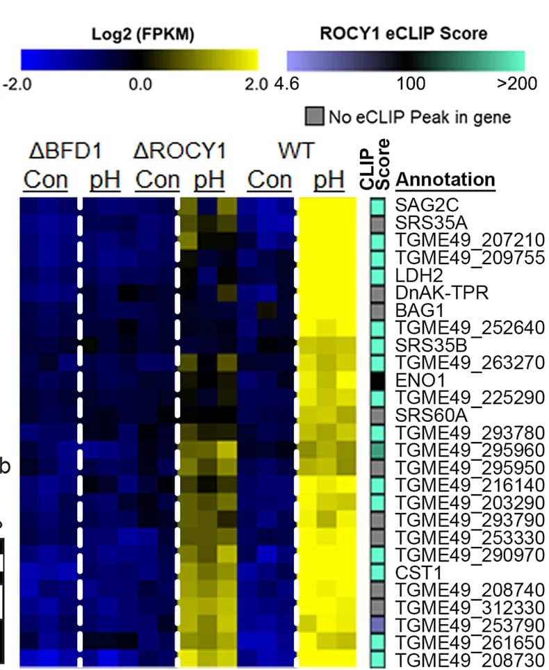 Open access visualization of Heatmap, Clustered, T. gondii, Differentially Expressed Genes, BIC