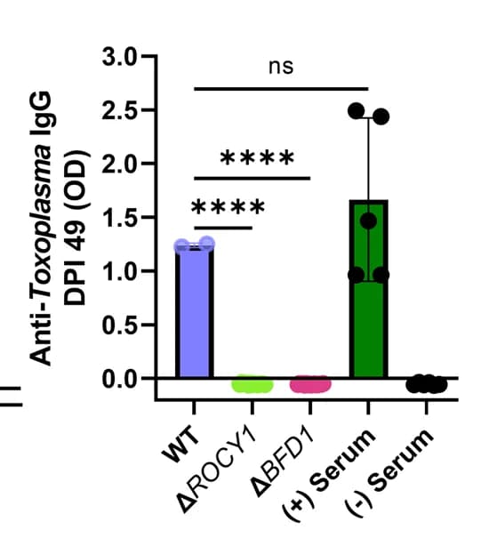 Open access visualization of Bar Plot, Error Bars, Brains of surviving mice, Anti- Toxoplasma antibodies, ROCY1