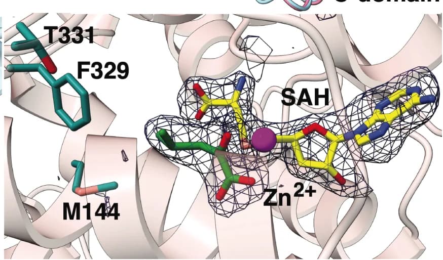 Open access visualization of Protein Structure, Chemical Structure, SgvM, Alpha-ketoleucine, S-adenosylhomocysteine