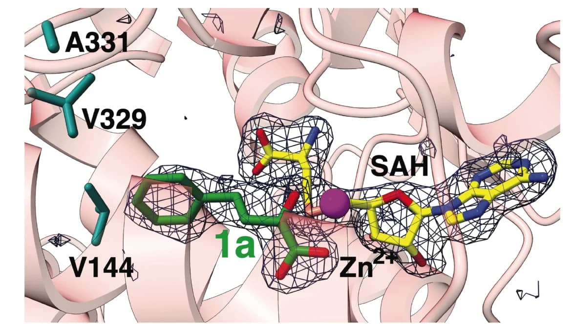Open access visualization of Protein Structure, Chemical Structure, Crystal Structure, SgvM VAV, Triple Mutant