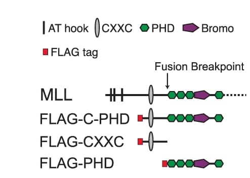 Open access visualization of Illustration, MLL, Structure, Immunoprecipitation