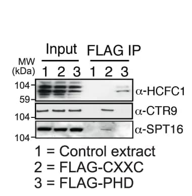 Open access visualization of Gel, Immunoblot, HCFC1, CTR9, PAF1C