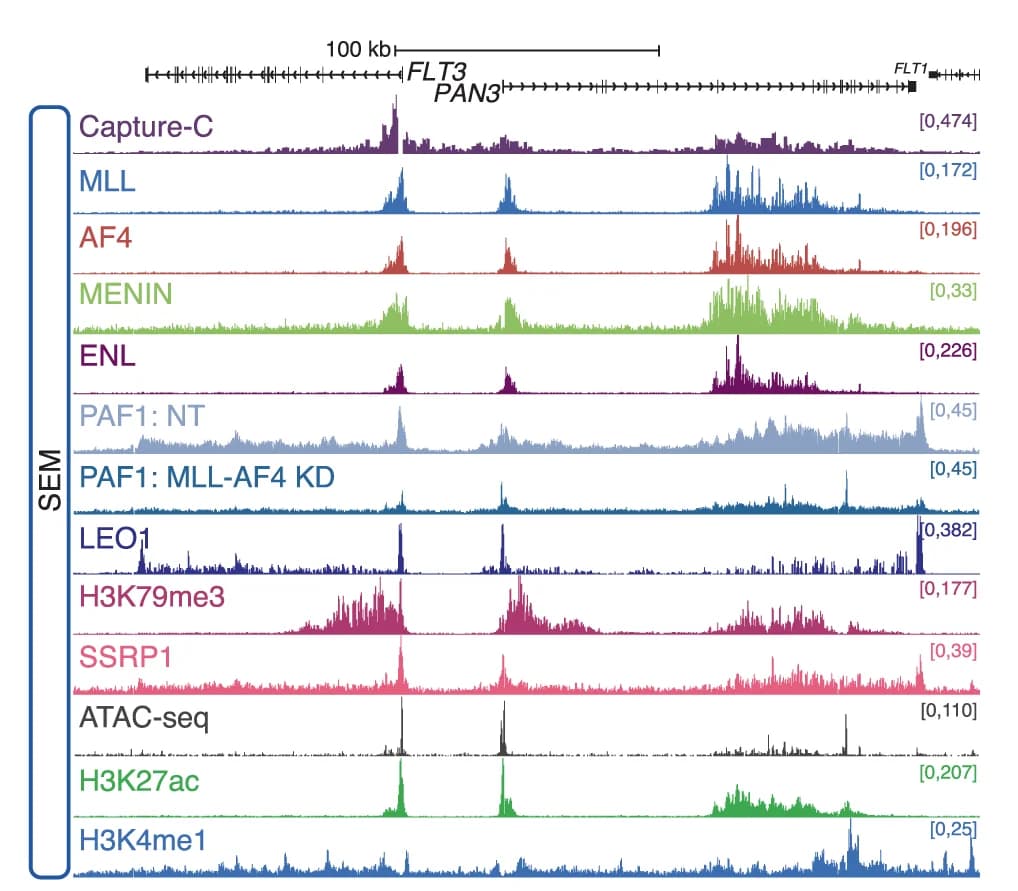 Open access visualization of Line Plot, ChIP-seq, ATAC-seq, Capture-C, FLT3