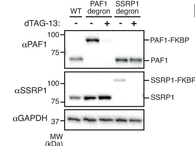 Open access visualization of Gel, Western Blot, PAF1, SSRP1, Wild-type Cells