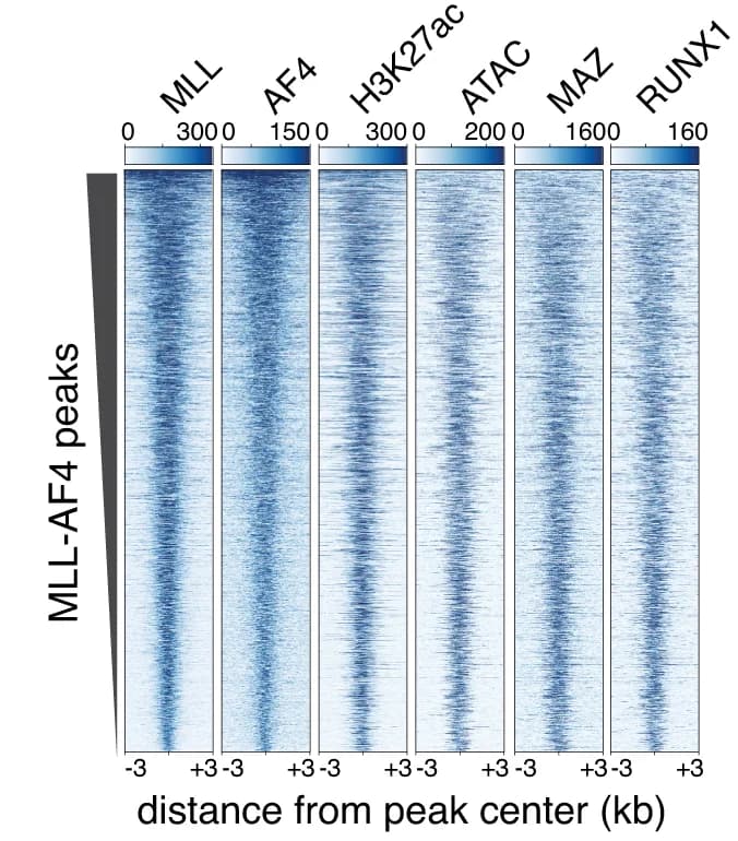 Open access visualization of Heatmap, ChIP-seq, ATAC-seq, MLL-AF4 peaks, SEM cells