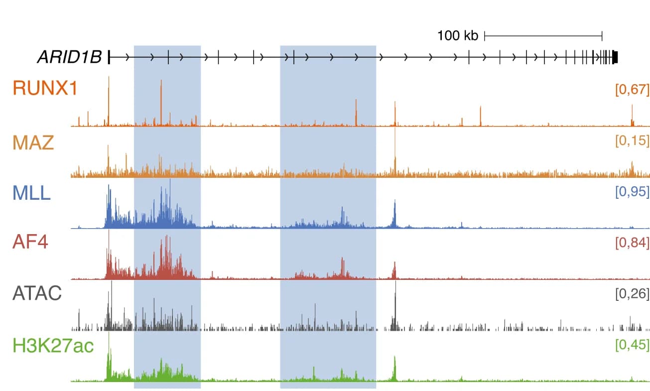 Open access visualization of Line Plot, Density Plot, ChIP-seq, RUNX1, MAZ