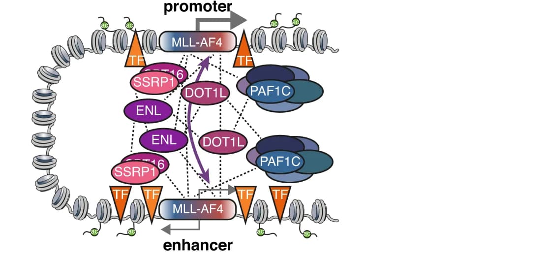 Open access visualization of Workflow, Illustration, Pathway, MLL-AF4, Enhancers