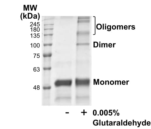 Open access visualization of Gel, DNAJA2, Crosslinking, SDS-PAGE, Monomer