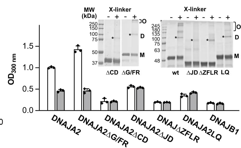 Open access visualization of Bar Plot, Error Bars, Gel, Light Scattering, DNAJA2wt