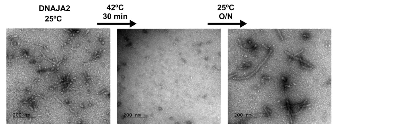 Open access visualization of Microscopy, EM, DNAJA2wt, Temperature Effect, Association Equilibrium