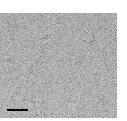 Open access visualization of Microscopy, CryoEM, DNAJA2ΔG/FR