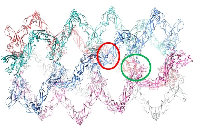 Open access visualization of Protein Structure, Atomic Model, DNAJA2ΔG/FR, Self-Assembly, CTDI