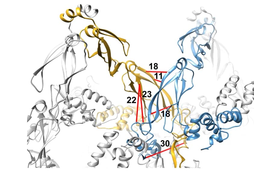 Open access visualization of Protein Structure, Inter-dimer Crosslinks, CTDI, ZLFR, DNAJA2ΔG/FR