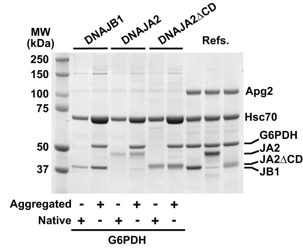 Open access visualization of Gel, Hsc70, G6PDH, J-domain Proteins, Apg2