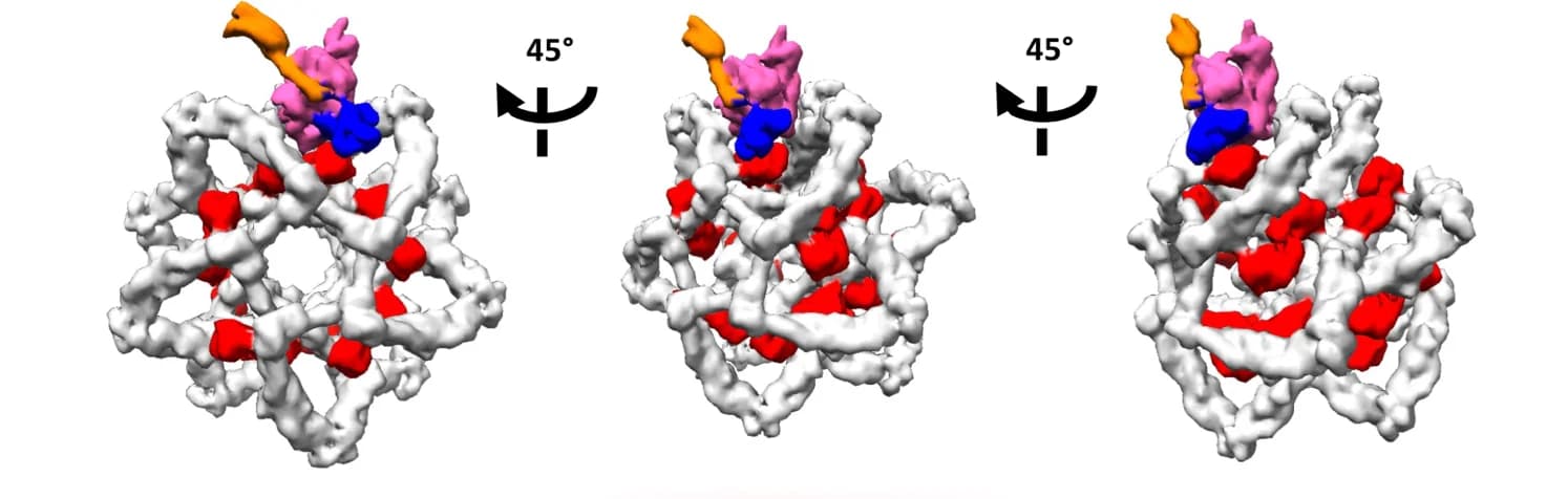 Open access visualization of Protein Structure, Hsc70, DNAJA2, ATP, Cochaperone