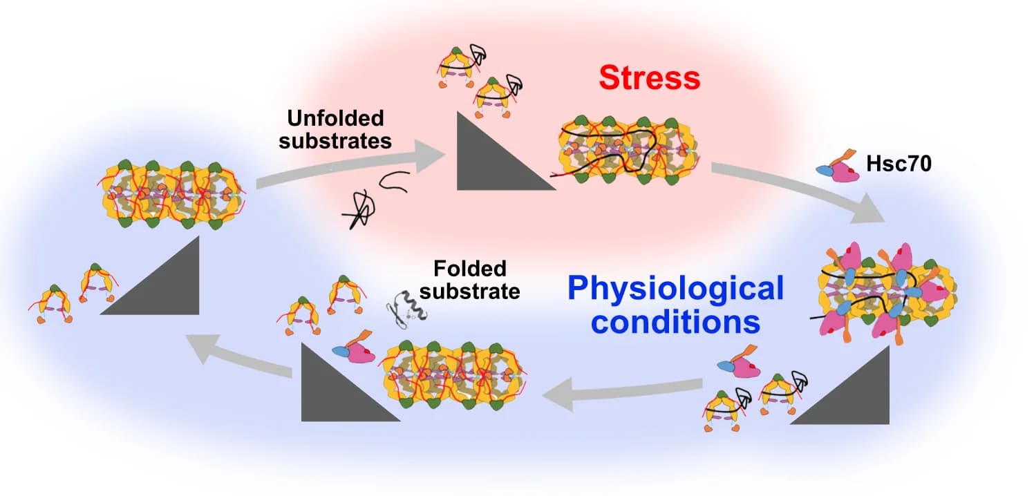 Open access visualization of Workflow, Illustration, DNAJA2, Hsc70, Heat Shock