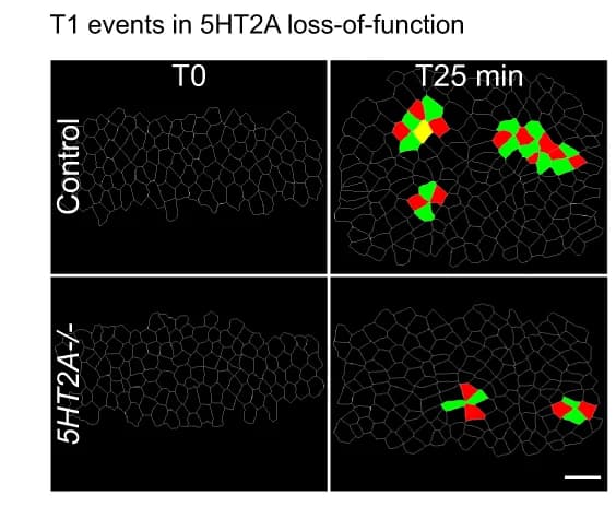 Open access visualization of Microscopy, T1 Events, 5HT2A, Loss-of-function, Control