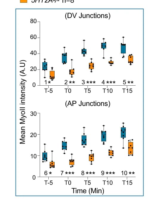 Open access visualization of Box Plot, Scatter Plot, MyoII, Quantification, DV-oriented junctions